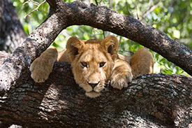 Lake Manyara Safari