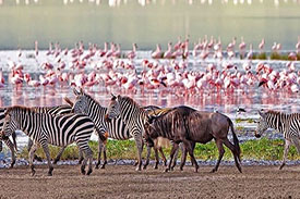 Lake Manyara Safari