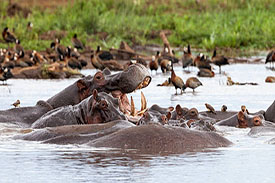 Lake Manyara & Tarangire Safari