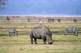 Ngorongoro & Tarangire Safari