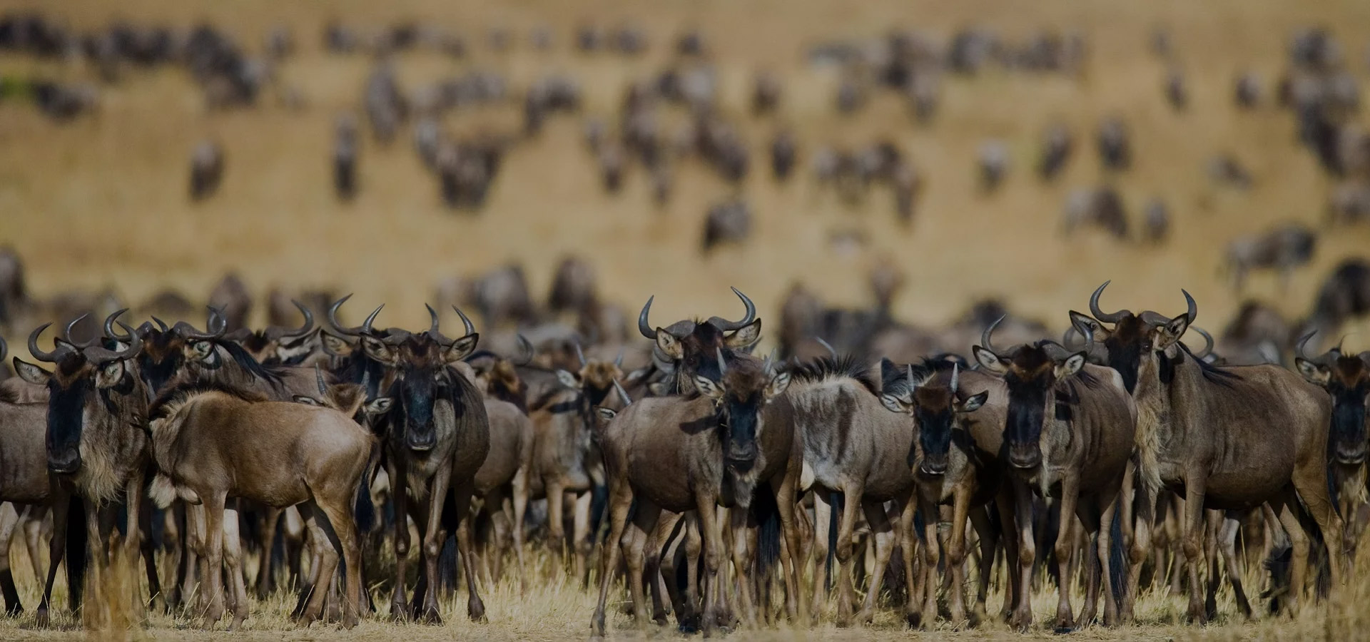 Custom Tanzania safari quote in Serengeti National Park with Lacasa Adventures