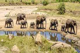 Tarangire National Park - Elephants and baobab trees, Tanzania
