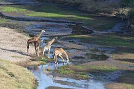 Tarangire & Lake Manyara Safari