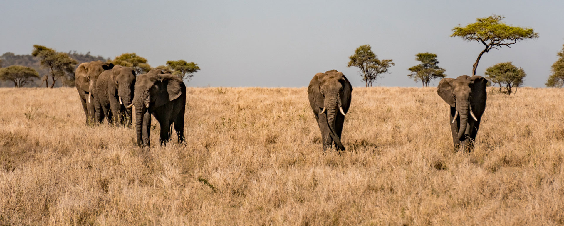 Panoramic view of Tarangire National Park